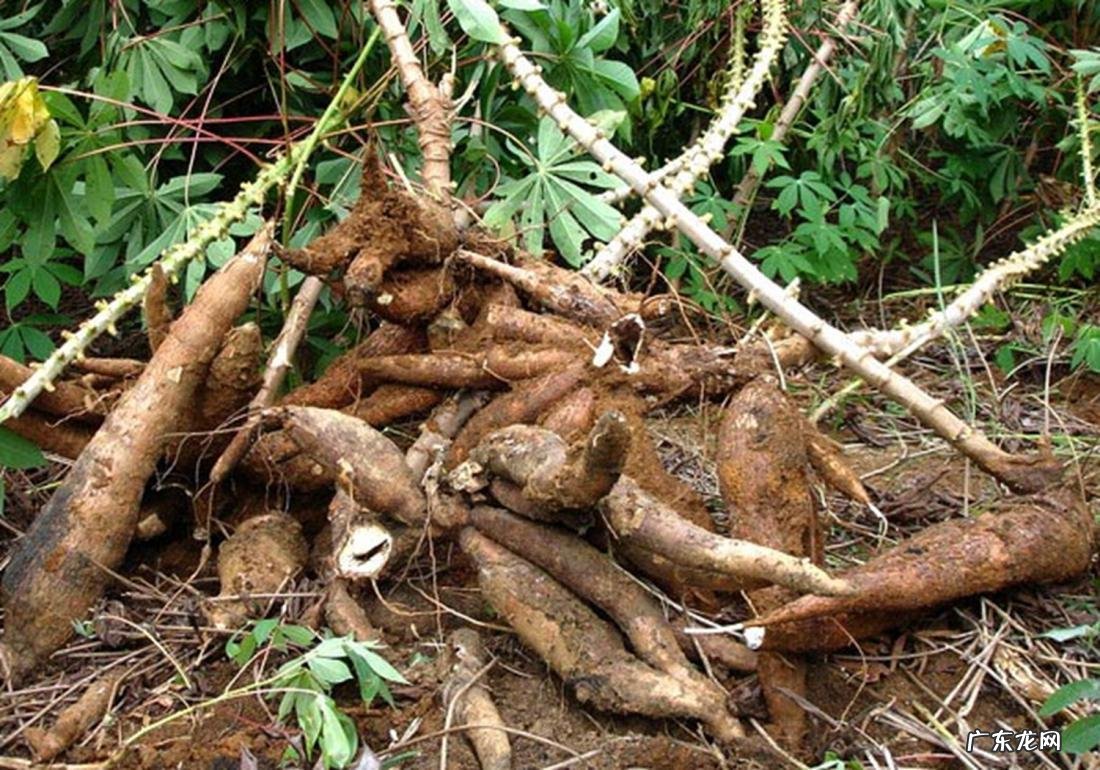 木薯的俗称是什么 木薯的功效与作用及食用方法