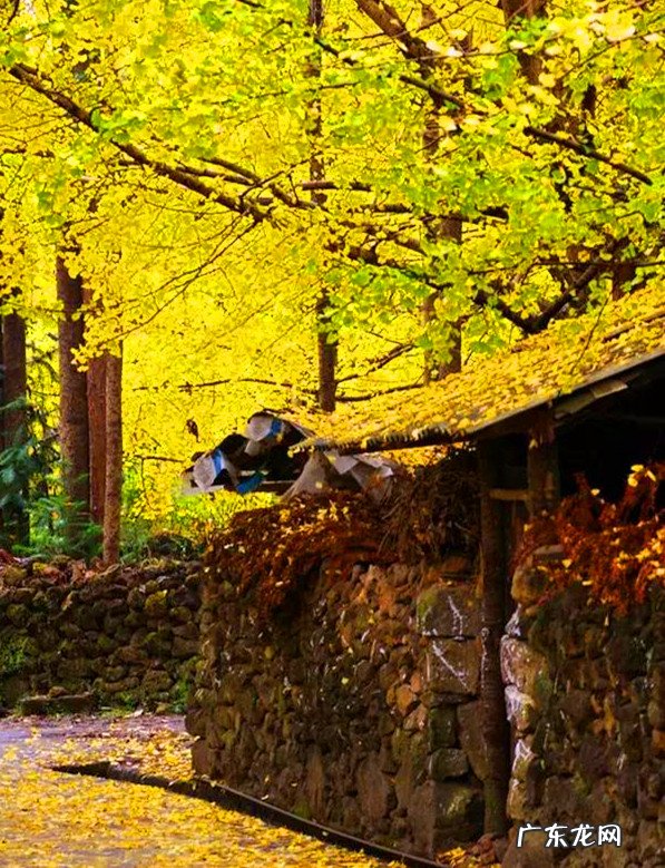 秋天的银杏村 琥珀银杏果是什么地方的菜