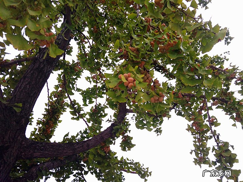秋天的银杏村 琥珀银杏果是什么地方的菜