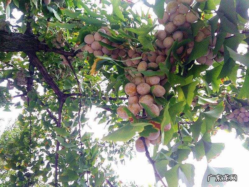 秋天的银杏村 琥珀银杏果是什么地方的菜