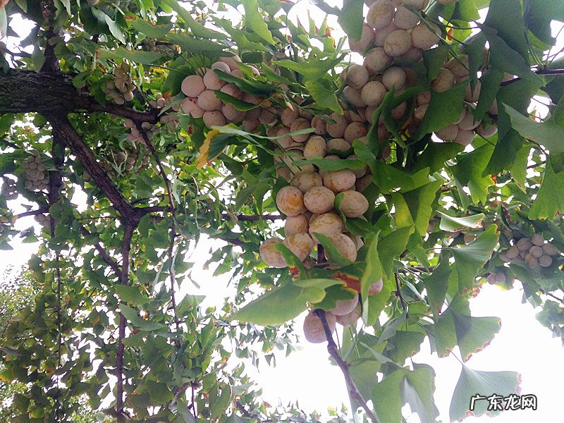 秋天的银杏村 琥珀银杏果是什么地方的菜