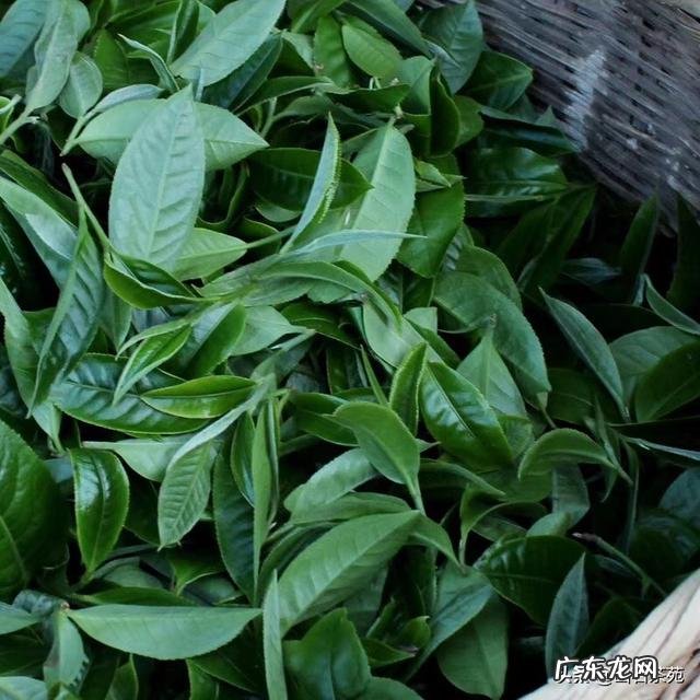 中国十大顶尖茶叶分别是什么?国内茶叶排名前十的品牌美食分别是什么产地在哪儿?