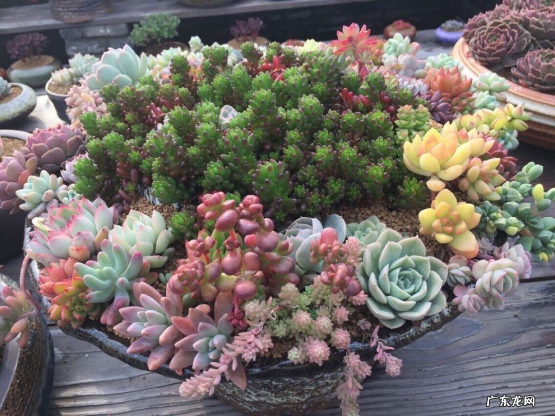 让多肉爆盆的6个技巧