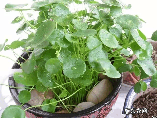 家里阳台养鱼好不好 阳台放鱼缸养鱼的风水说