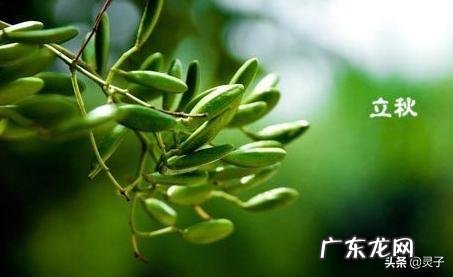 19年立秋几时几分?立秋农村有何习俗?立秋后,天气还会炎热吗?