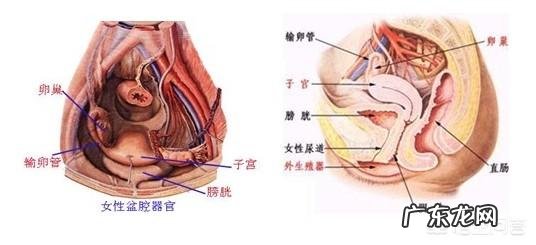盆腔不舒服是怎么回事?