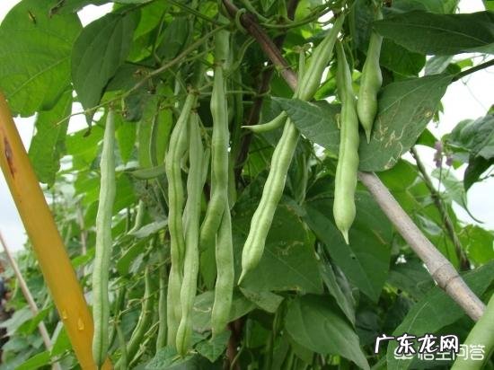 四季豆有什么营养价值?