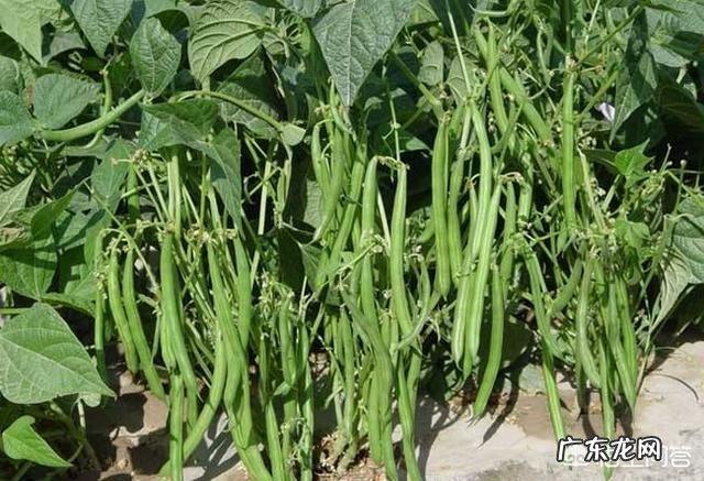 四季豆有什么营养价值？