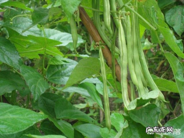 四季豆有什么营养价值？