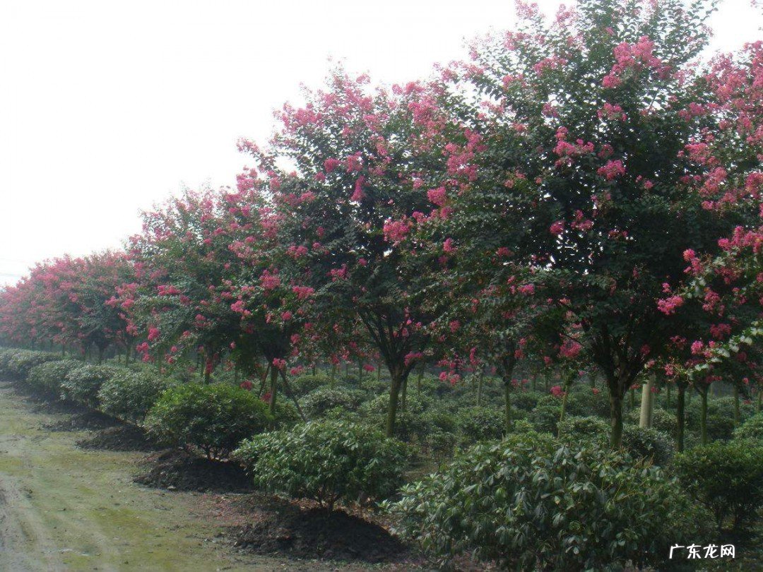 哪种植物被称为痒痒树