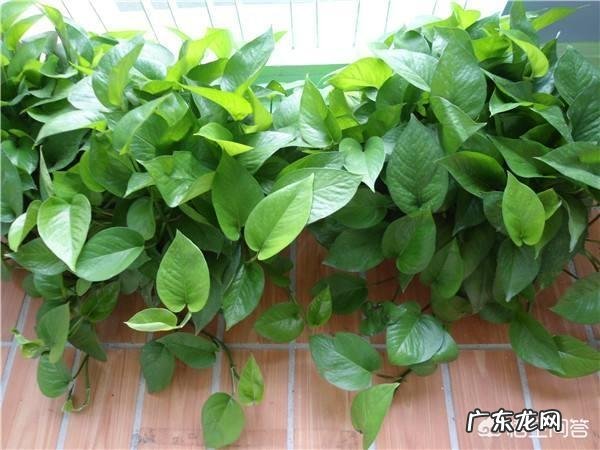 橘子皮有哪些神奇功效？