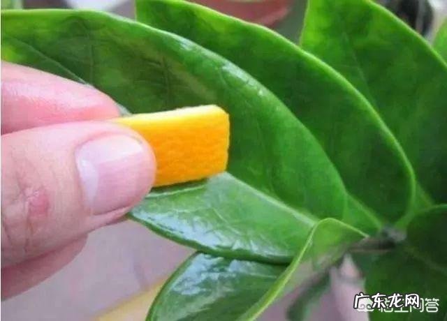 橘子皮有哪些神奇功效？