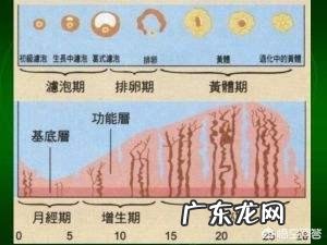 想问一下排卵期的症状是怎么样的呢?