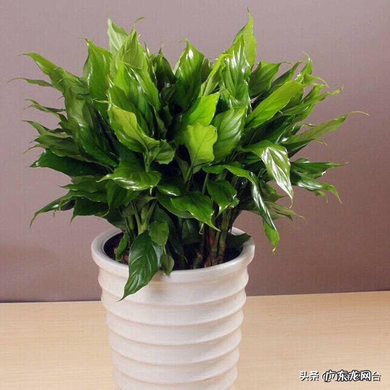 富贵竹是万年青吗 万年青 富贵竹