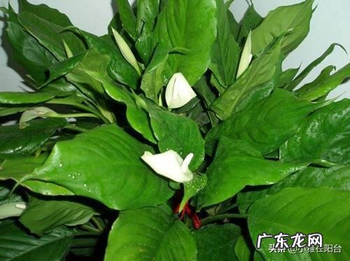 富贵竹是万年青吗 万年青 富贵竹