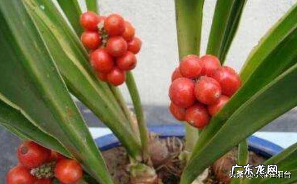 富贵竹是万年青吗 万年青 富贵竹