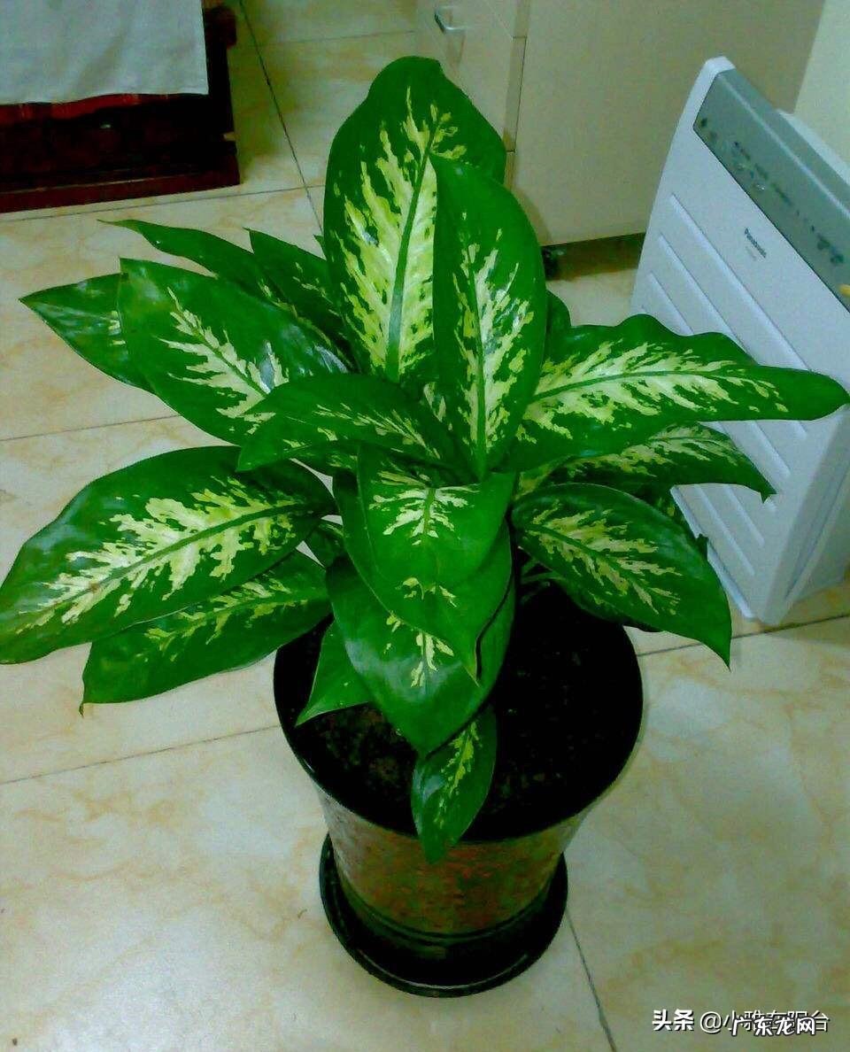 富贵竹是万年青吗 万年青 富贵竹