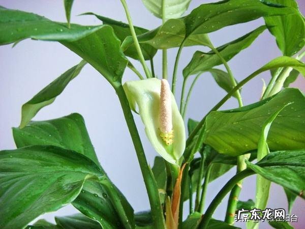 富贵竹是万年青吗 万年青 富贵竹