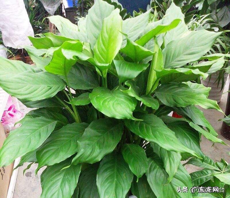 富贵竹是万年青吗 万年青 富贵竹