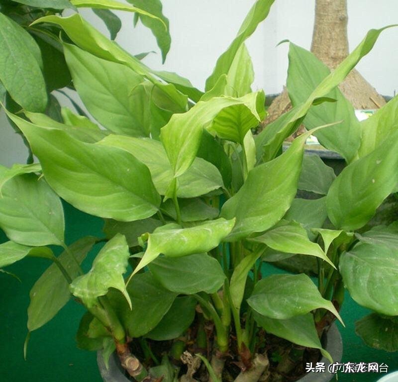 富贵竹是万年青吗 万年青 富贵竹