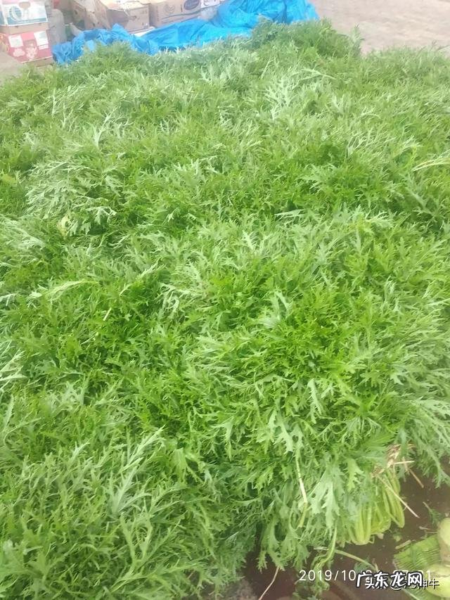 雪里红为什么要腌制?怎么腌制好吃?