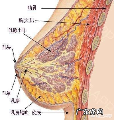 什么是乳腺增生?