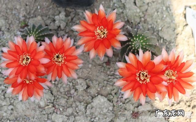 仙人球哪些品种不会开花?