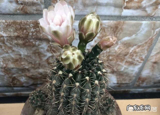 仙人球哪些品种不会开花?