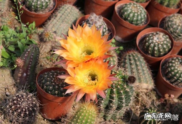 仙人球哪些品种不会开花?