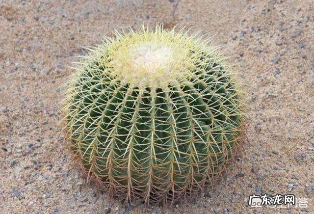 仙人球哪些品种不会开花?