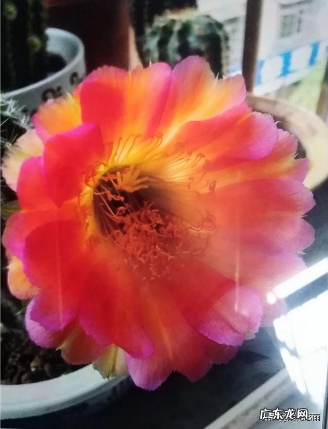 仙人球哪些品种不会开花?