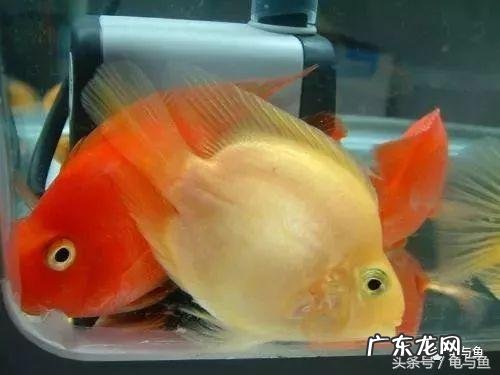 鹦鹉鱼身上发白是什么原因 鹦鹉鱼变白怎么回事