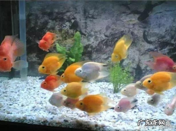 鹦鹉鱼身上发白是什么原因 鹦鹉鱼变白怎么回事