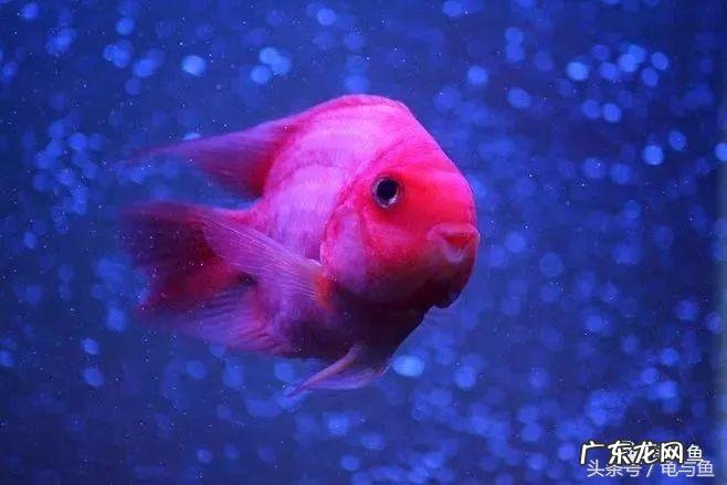 鹦鹉鱼身上发白是什么原因 鹦鹉鱼变白怎么回事