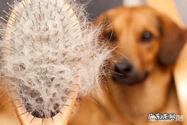 宠物掉毛怎么办？