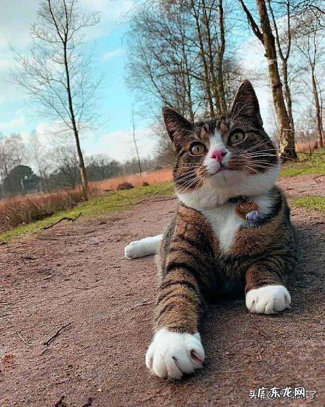 宠物掉毛怎么办？