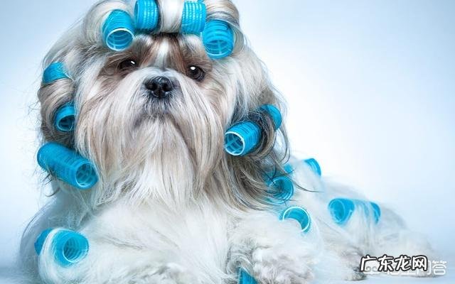 宠物掉毛怎么办?