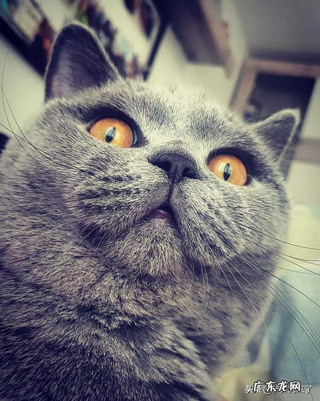 宠物掉毛怎么办？