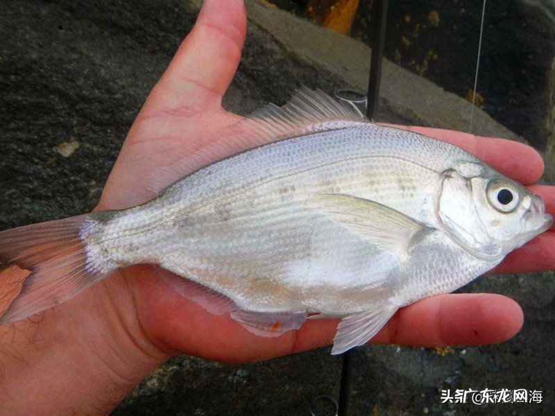 海水中也有鲫鱼？听威海渔民分享美味海鲫鱼的故事，好吃到流口水 海鲫鱼是什么鱼