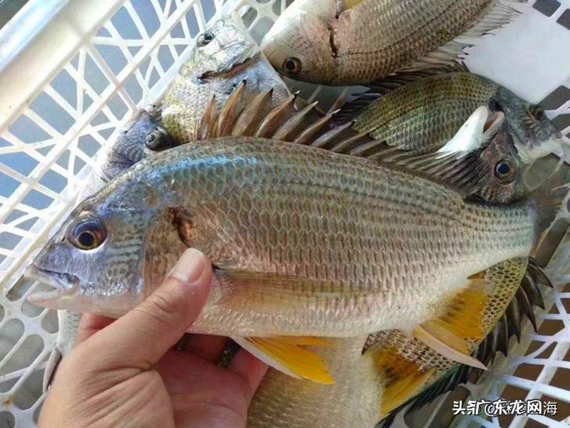 海水中也有鲫鱼？听威海渔民分享美味海鲫鱼的故事，好吃到流口水 海鲫鱼是什么鱼