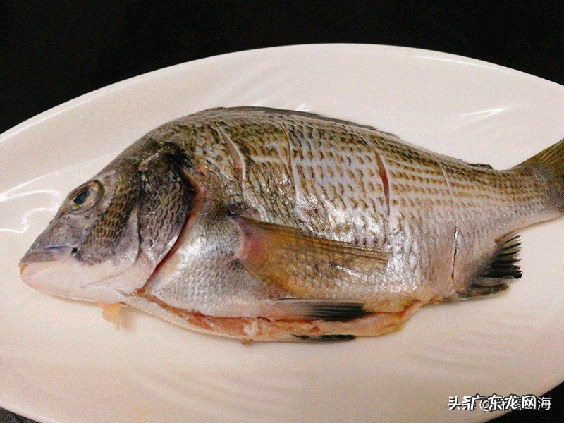 海水中也有鲫鱼？听威海渔民分享美味海鲫鱼的故事，好吃到流口水 海鲫鱼是什么鱼