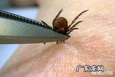 蜱虫死死咬在狗狗身上,要怎么取下来?