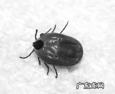 蜱虫死死咬在狗狗身上,要怎么取下来?