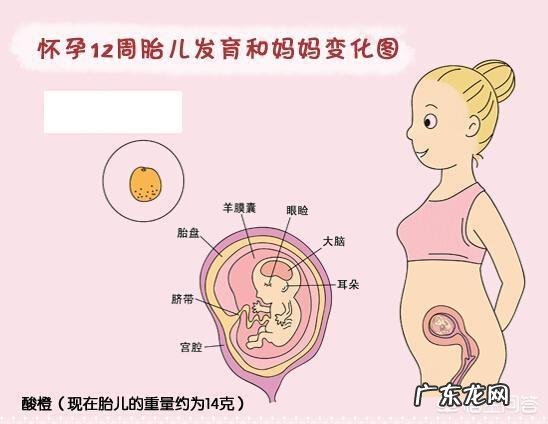 怀孕九周,应该要做些什么检查,注意些什么事项?