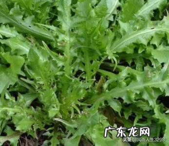 野菜荠荠菜好吃营养丰富,在农村哪里生长的比较多?