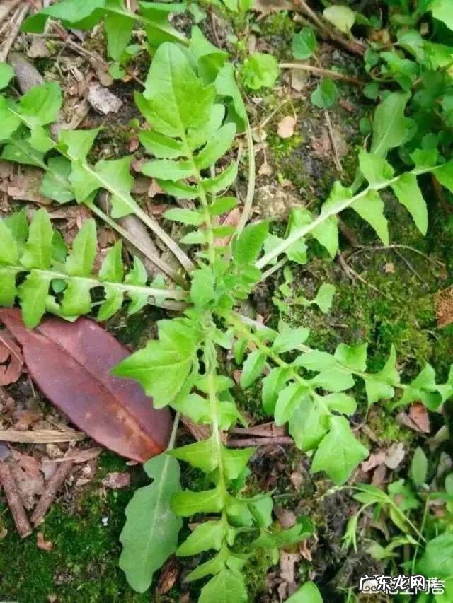 野菜荠荠菜好吃营养丰富,在农村哪里生长的比较多?