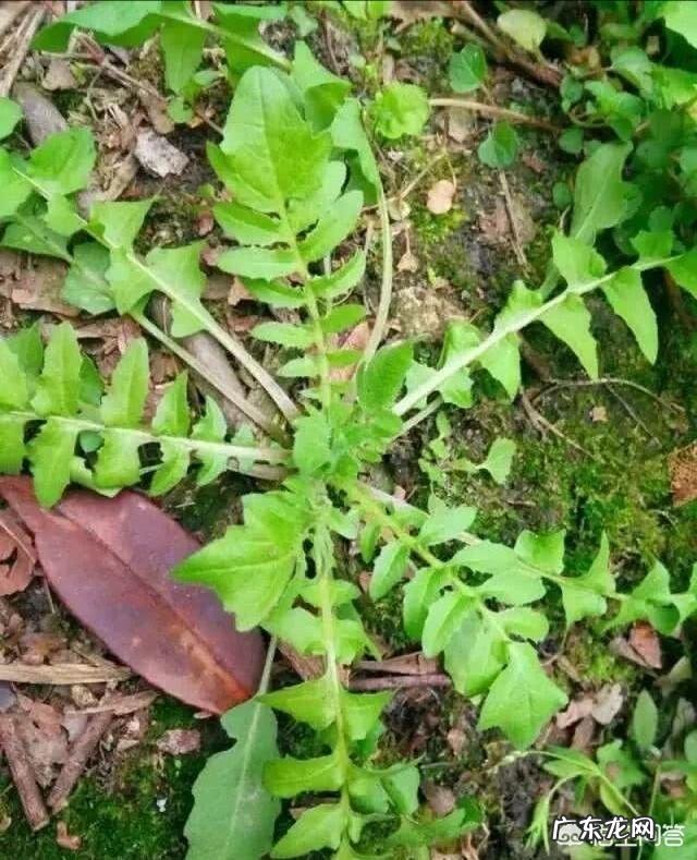 野菜荠荠菜好吃营养丰富,在农村哪里生长的比较多?