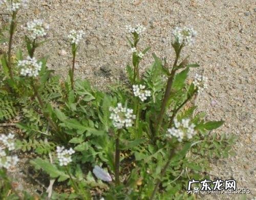 野菜荠荠菜好吃营养丰富,在农村哪里生长的比较多?