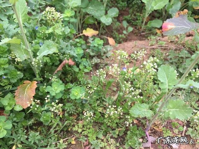 野菜荠荠菜好吃营养丰富，在农村哪里生长的比较多？