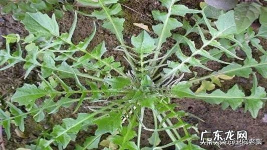 野菜荠荠菜好吃营养丰富,在农村哪里生长的比较多?